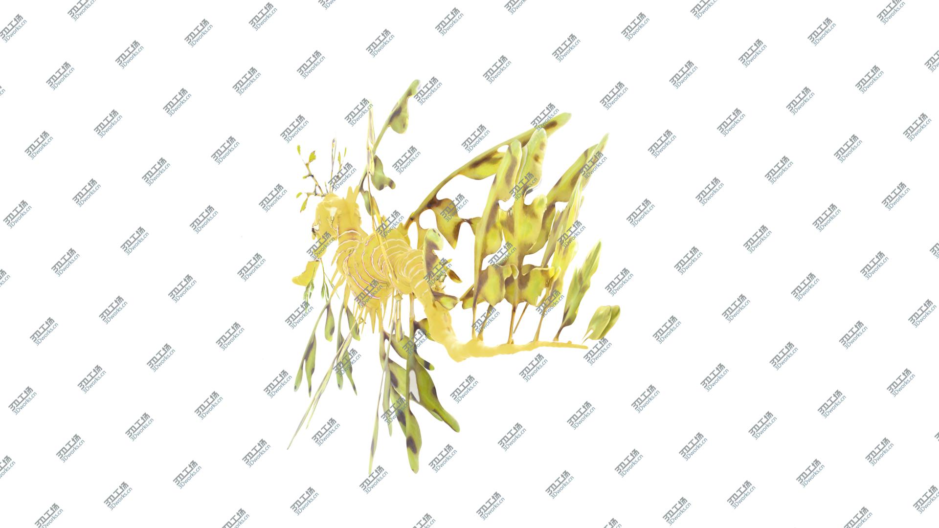 images/goods_img/202105074/Leafy Sea Dragon 3D model/4.jpg